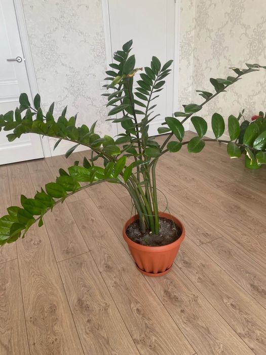 Денежное дерево, замиокулькас