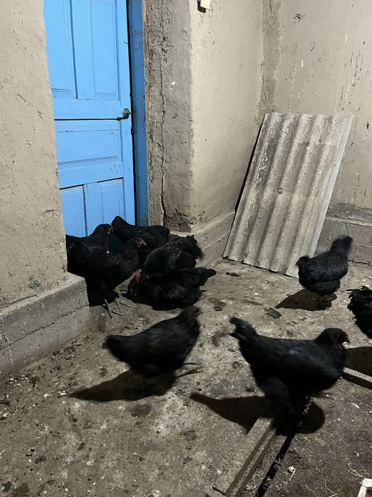 Джержинский гигант