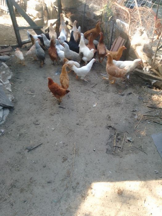 Cocoși și puici,  găini de vânzare
