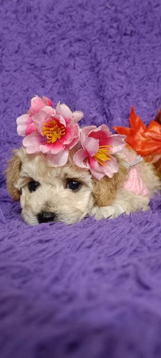 Вязка Той Пудель