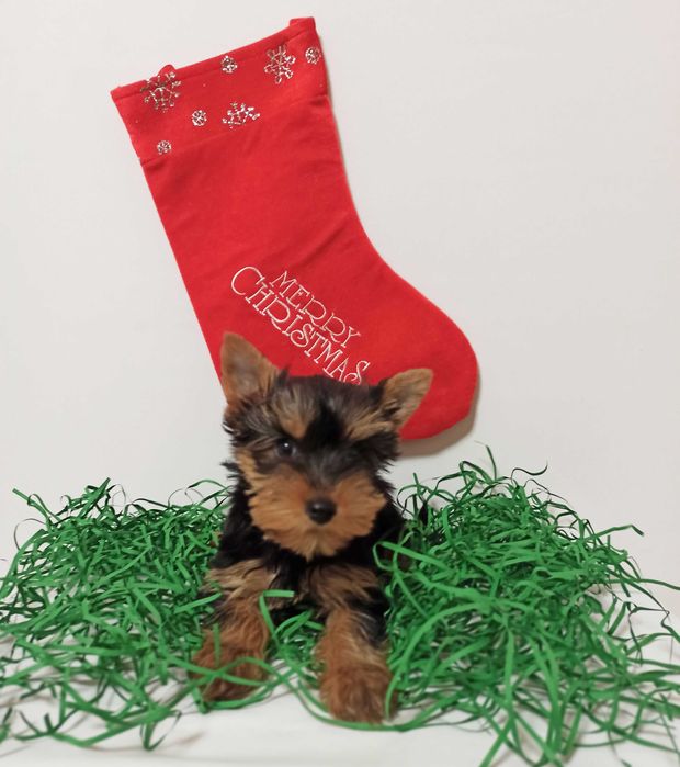 Fetita Yorkshire Terrier