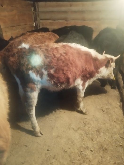 Продам тёлочку полторагодовалая