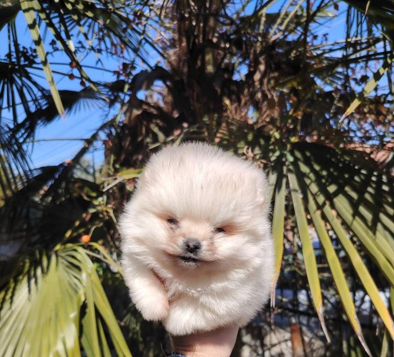 Мини-шпиц померан