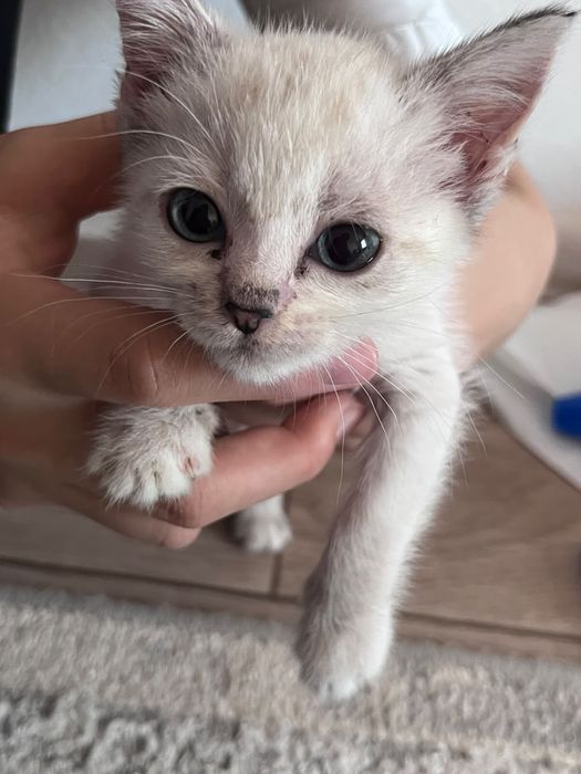 Маленькийкотёнок