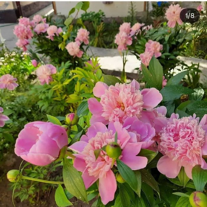 Большие и средние кусты пионов