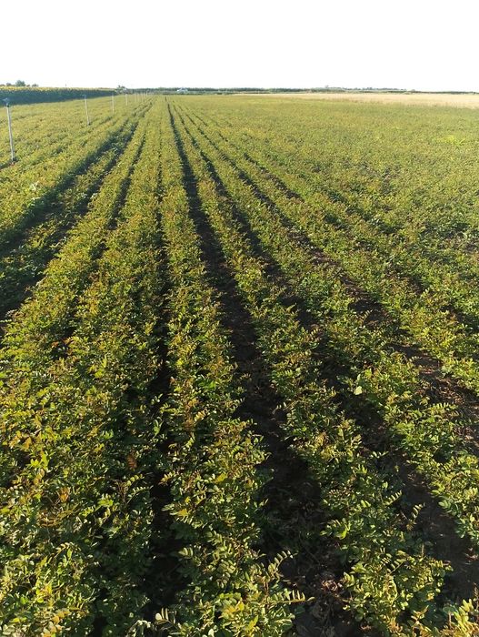 Vând puieți de Salcâm