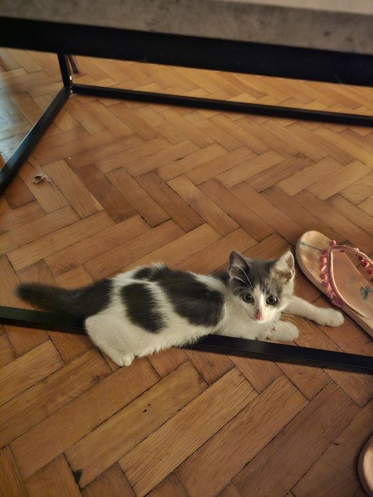 Мъжко коте за осиновяване