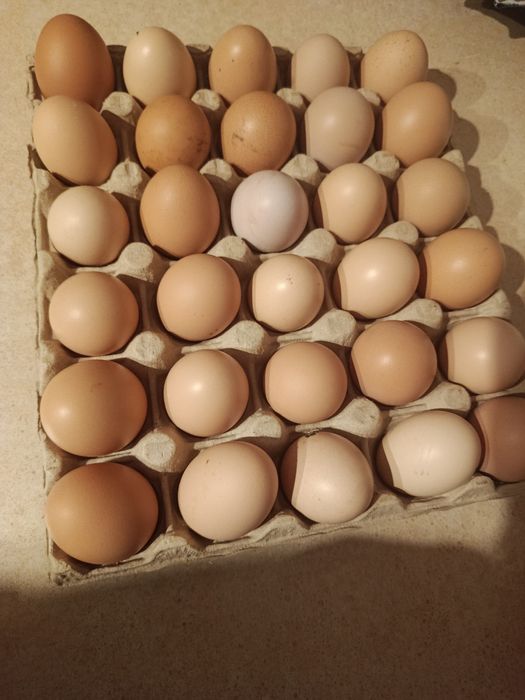 Ouă proaspete de casă