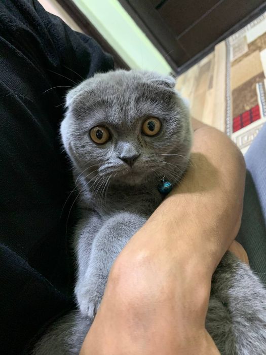 Mushum bolasi Scottish Fold arginal 3 oyli toza srochna