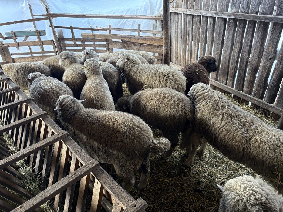 Vand berbecuti si mielute