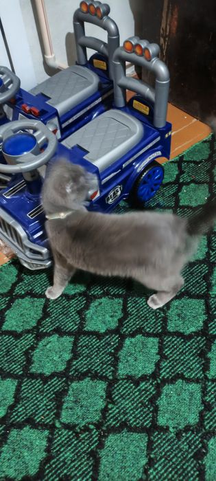 Кошечка 6 ойли ранги дымчатый