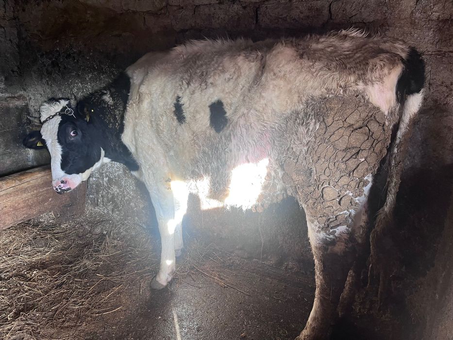 Vând 2 junele Mai multe detalii la telefon