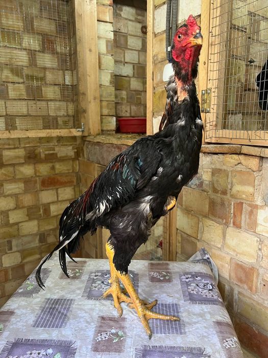 Dakan xoroz sotiladi