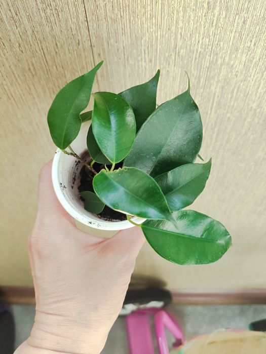 Фикус Бенджамина Даниэль