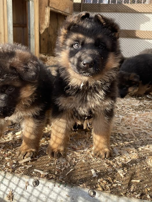 Щенки немецкой овчарки