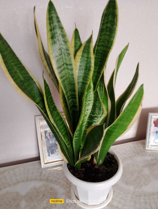 Цветы комн
атные