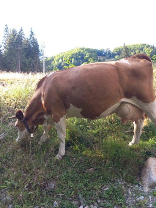 Vand vaca foarte buna, de 6 ani