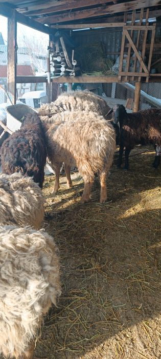 Токты кой Сатам семыз