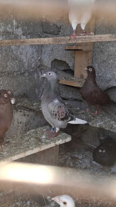 Animale si pasari