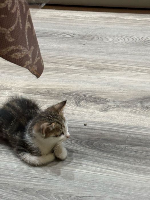 Котята ласковые домашние мальчик и девочка