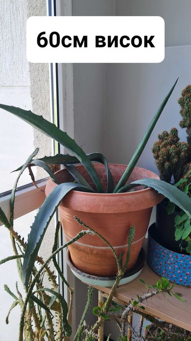 Кактуси , агавве малки и големи