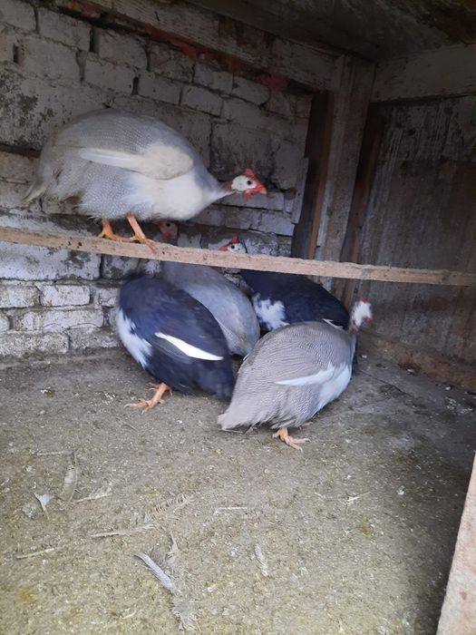 Vând bibiloi tineri