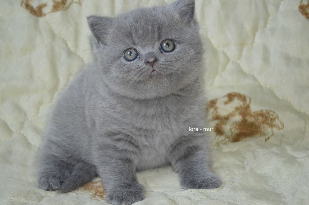 Британские котята.