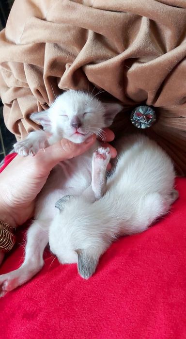 ВОСТОЧНЫЕ кошки. Ориентальные,-  котята