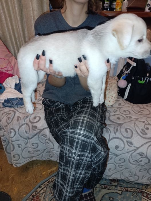 Ищем семью для щенка