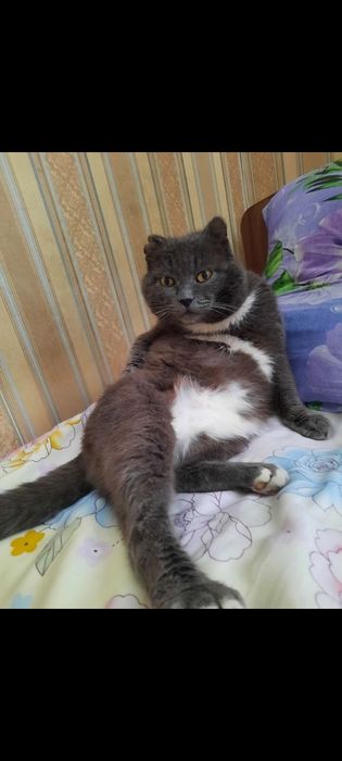 помогите найти кота