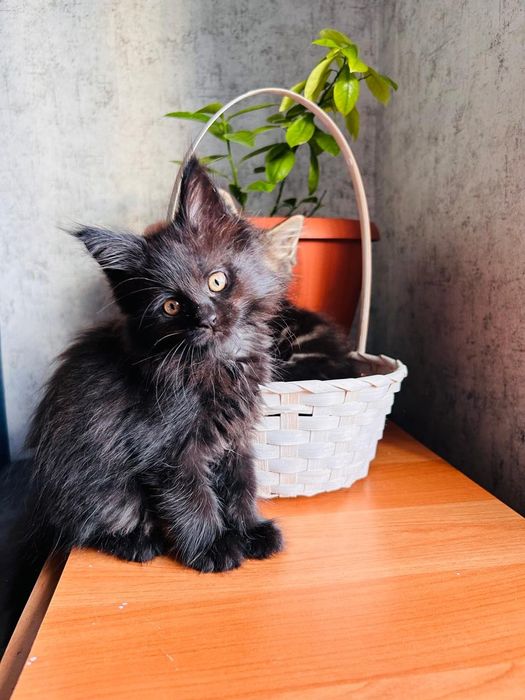Продам котят Мейн-куны