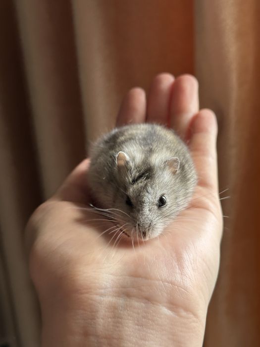 Джунгарский хомяк сатылады