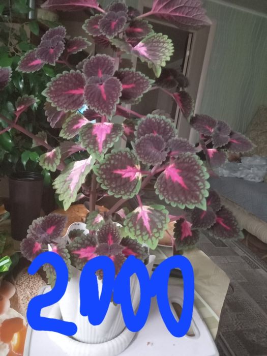 Продам комнатные цветы