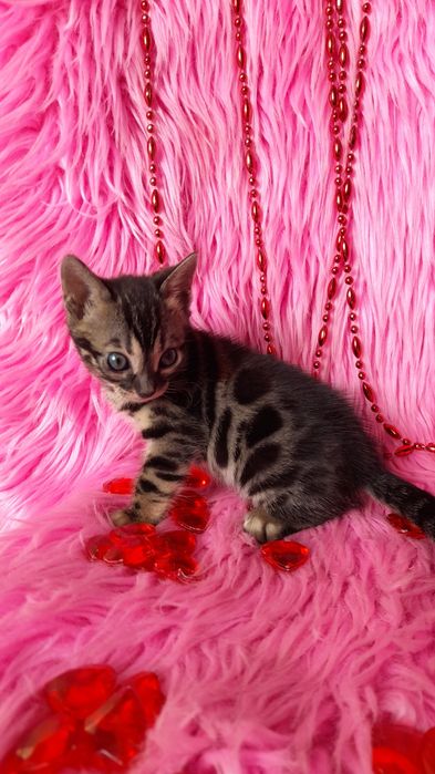 чистокровная бенгальская девочка