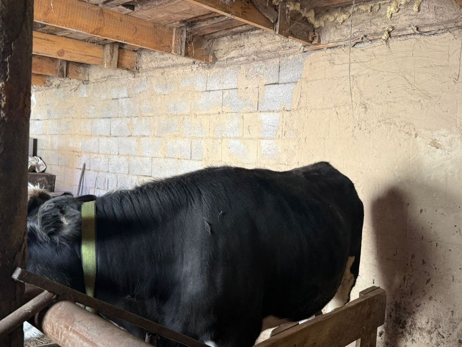 Тёлочка 1,5 года