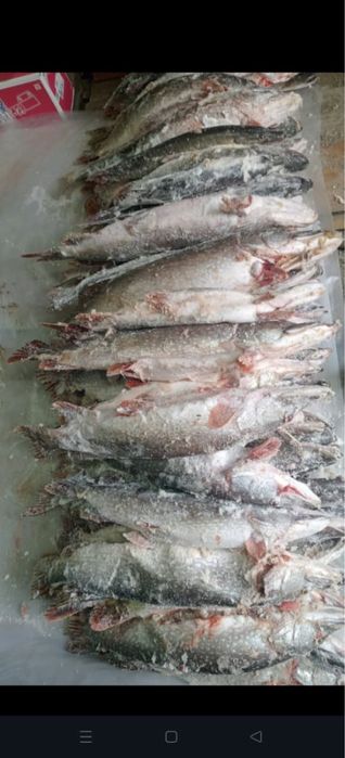 Продам щуку