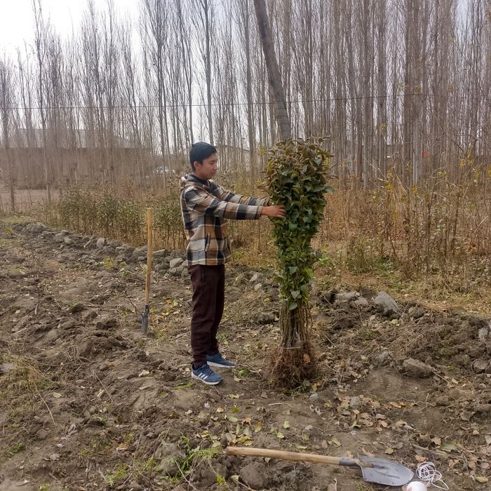 Xat xil turdagi mevali koʻchatlar va padvoylar sotuvda mavjud