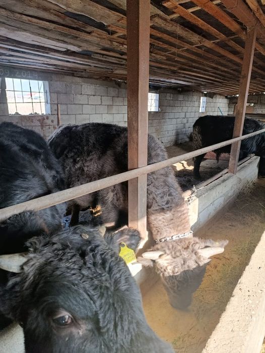 Продается бычки.   .