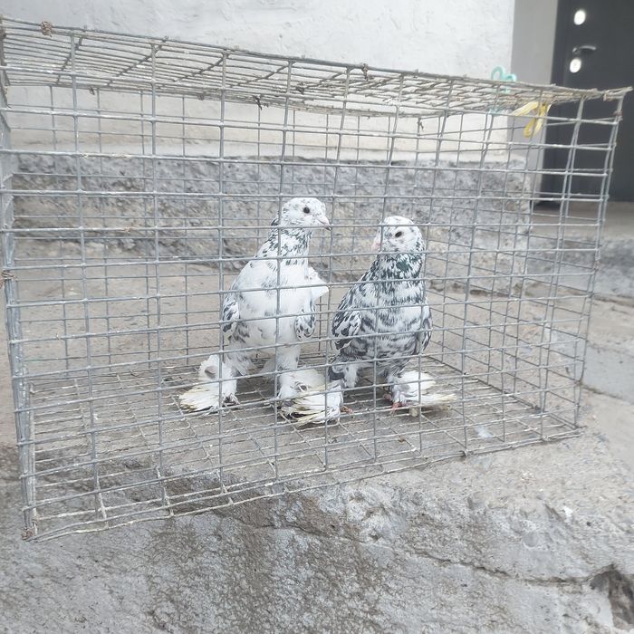 Челкар оба самец гребля