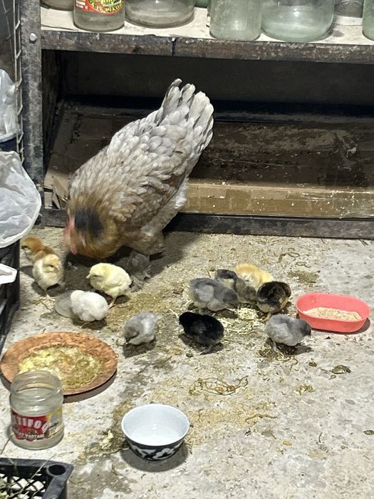 Продаетса Курочка с циплятами 11 штук  местные