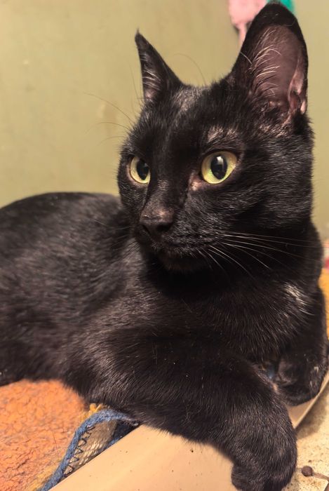 Степногорск. Кисуня ищет дом.