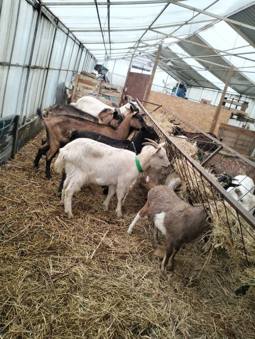 Vând capre originale