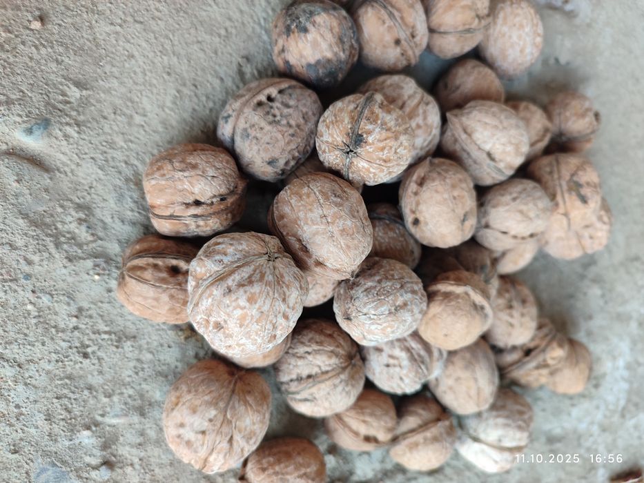 Продам грецкий орех