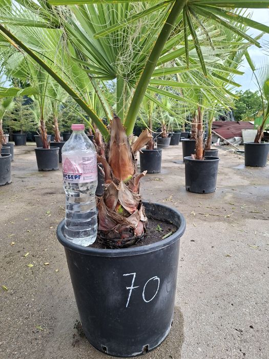 Палми Вашингтония Фелифера различни размери,издържат на =9г и са отглеждани в БГ