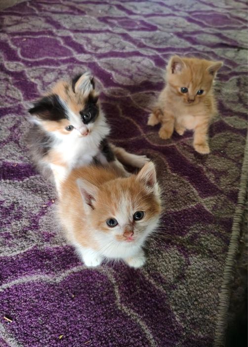 Отдам котят бесплатно