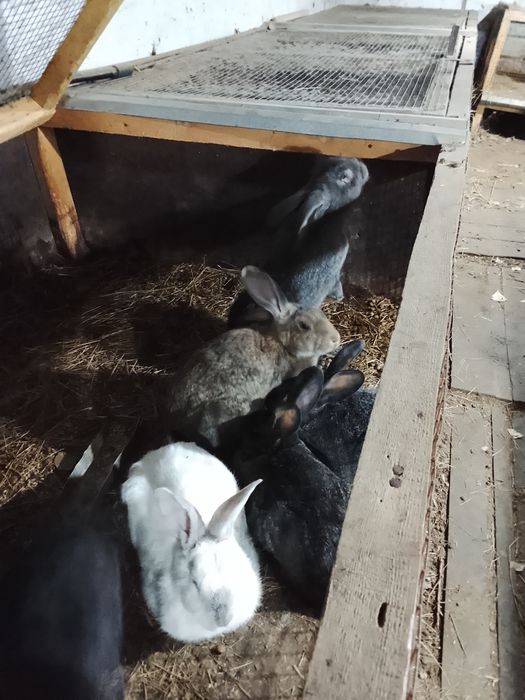 Продам домашних кроликов