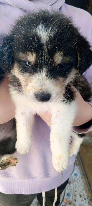 Щенки мальчики и девочки