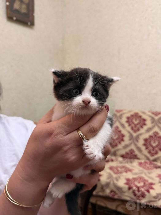 Отдам котёнка в добрые руки