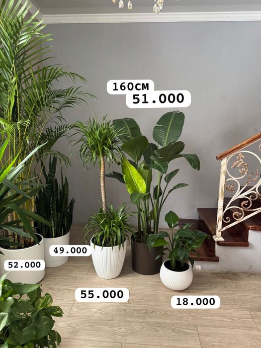 Фикус бенджамина Цветы для дома  озеленение