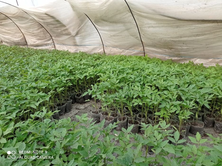 Помидор кучатлари сотилади нави ЧИНТО  F1  2200